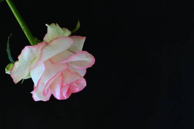 Siyah arkaplanda pembe ve beyaz gül çiçeği 