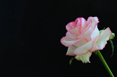 Siyah arkaplanda pembe ve beyaz gül çiçeği 