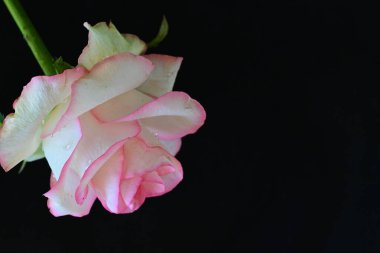 Siyah arkaplanda pembe ve beyaz gül çiçeği 