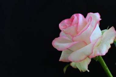 Siyah arkaplanda pembe ve beyaz gül çiçeği 