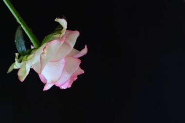 Siyah arkaplanda pembe ve beyaz gül çiçeği 