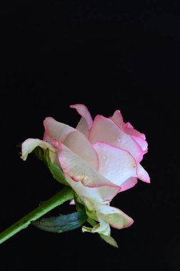 Siyah arkaplanda pembe ve beyaz gül çiçeği 