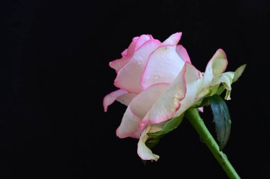 Siyah arkaplanda pembe ve beyaz gül çiçeği 