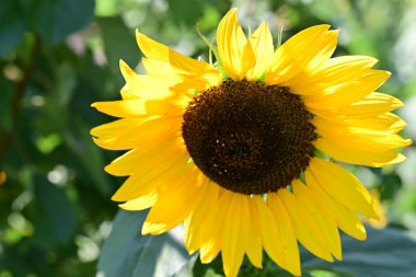Bahçede güzel sarı ayçiçeği 