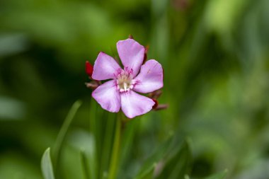 Bahçe arka planındaki güzel çiçeğin yakın plan görüntüsü..