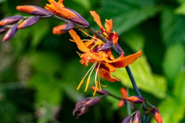 Bahçede portakal çiçekleri