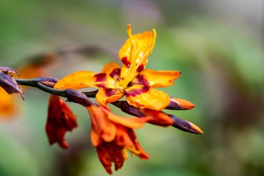 Bahçede portakal çiçekleri