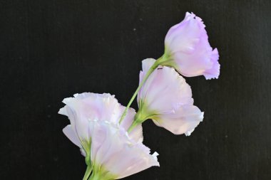 Siyah arka planda güzel pembe Eustoma çiçekleri 