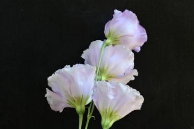 Siyah arka planda güzel pembe Eustoma çiçekleri 