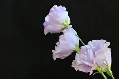 Siyah arka planda güzel pembe Eustoma çiçekleri 