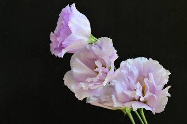 Siyah arka planda güzel pembe Eustoma çiçekleri 