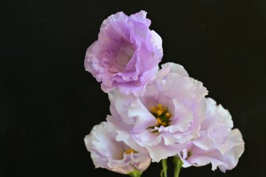 Siyah arka planda güzel pembe Eustoma çiçekleri 