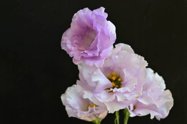 Siyah arka planda güzel pembe Eustoma çiçekleri 