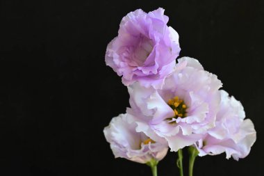 Siyah arka planda güzel pembe Eustoma çiçekleri 