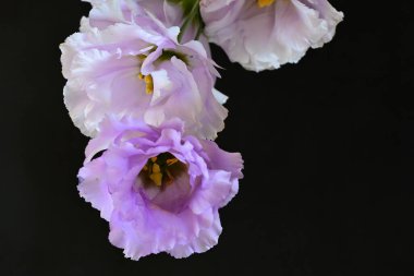 Siyah arka planda güzel pembe Eustoma çiçekleri 