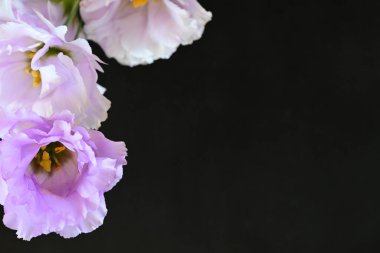 Siyah arka planda güzel pembe Eustoma çiçekleri 