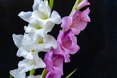 Siyah arka planda güzel beyaz gladiolus çiçekleri