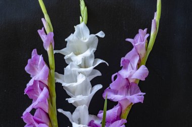 Siyah arka planda güzel beyaz gladiolus çiçekleri