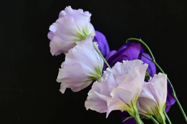 Siyah arkaplanda mor Eustoma çiçeklerini kapat 