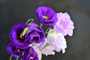 Siyah arkaplanda mor Eustoma çiçeklerini kapat 