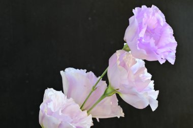 Siyah arkaplanda mor Eustoma çiçeklerini kapat 