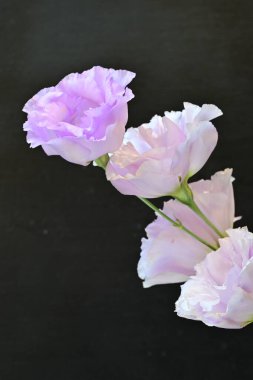 Siyah arkaplanda mor Eustoma çiçeklerini kapat 