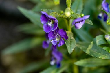 Yazın bahçedeki güzel çiçekleri kapat.