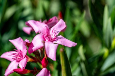 Yazın bahçedeki güzel çiçekleri kapat.