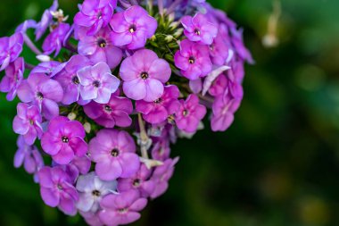 Yazın bahçedeki güzel çiçekleri kapat.