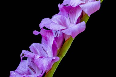 Siyah arka planda güzel beyaz gladiolus çiçekleri