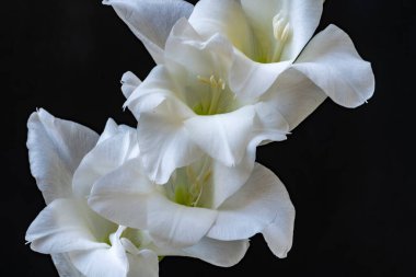 Siyah arka planda güzel beyaz gladiolus çiçekleri