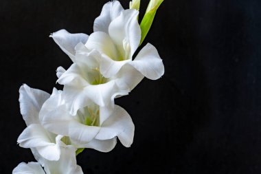 Siyah arka planda güzel beyaz gladiolus çiçekleri