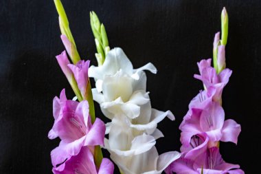 Siyah arka planda güzel beyaz gladiolus çiçekleri