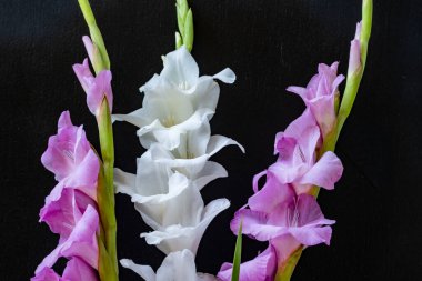 Siyah arka planda güzel beyaz gladiolus çiçekleri