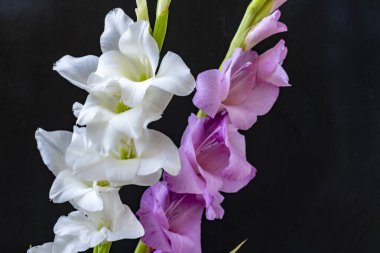 Siyah arka planda güzel beyaz gladiolus çiçekleri