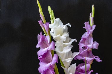Siyah arka planda güzel beyaz gladiolus çiçekleri