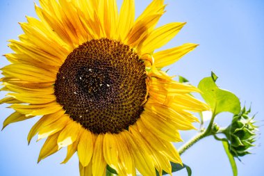 Bir yaz günü bahçede bir ayçiçeğinin yakın çekimi. 