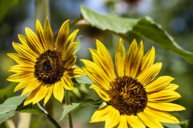 Bir yaz günü bahçede bir ayçiçeğinin yakın çekimi. 