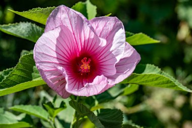 Kapalı - güzel pembe amber çiçeği