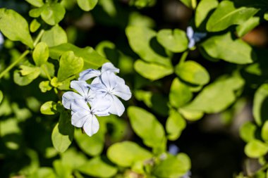 Plumbago Auriculata çiçekleri kapanıyor. 