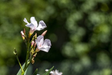 Yazın bahçedeki güzel çiçekleri kapat.