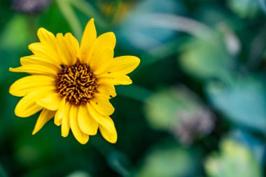 Bahçe arka planındaki güzel çiçeğin yakın plan görüntüsü..