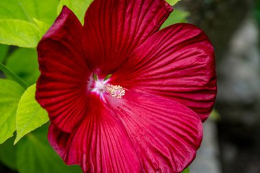 Bulanık arkaplanda amber çiçeğini kapat 