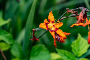 Bahçe arka planındaki güzel çiçeğin yakın plan görüntüsü..