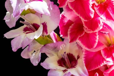 Siyah arka planda güzel gladiolus çiçekleri