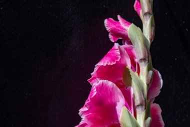Siyah arka planda güzel gladiolus çiçekleri
