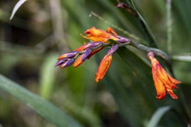Güzel kırmızı zambak çiçekleri 