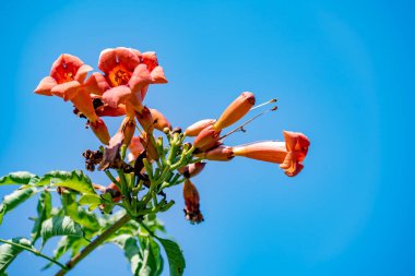 Güzel kırmızı zambak çiçekleri 