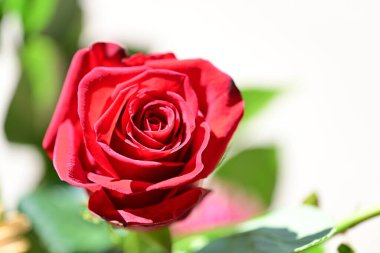 Yaz bahçesindeki güzel kırmızı gülü kapat. 