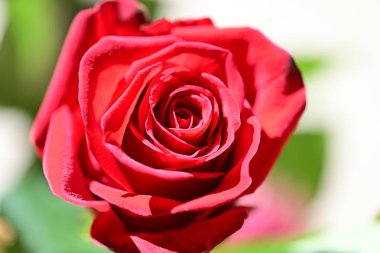 Yaz bahçesindeki güzel kırmızı gülü kapat. 